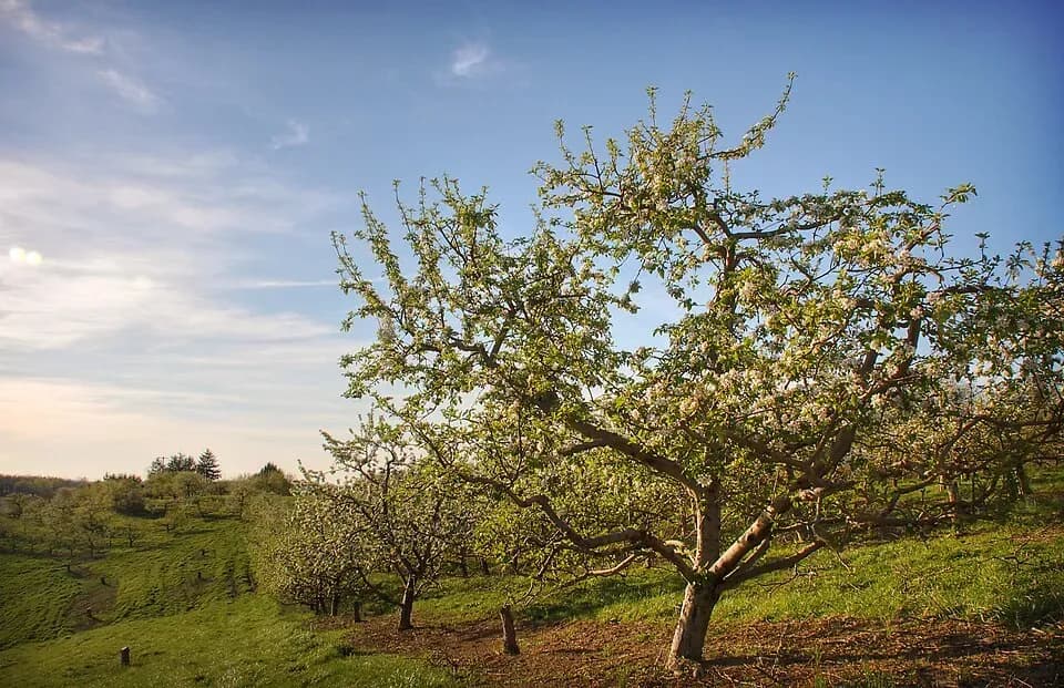 Frutales en espaldera