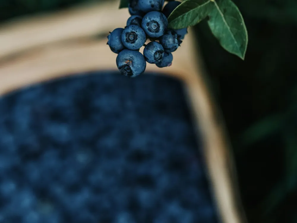 Berries