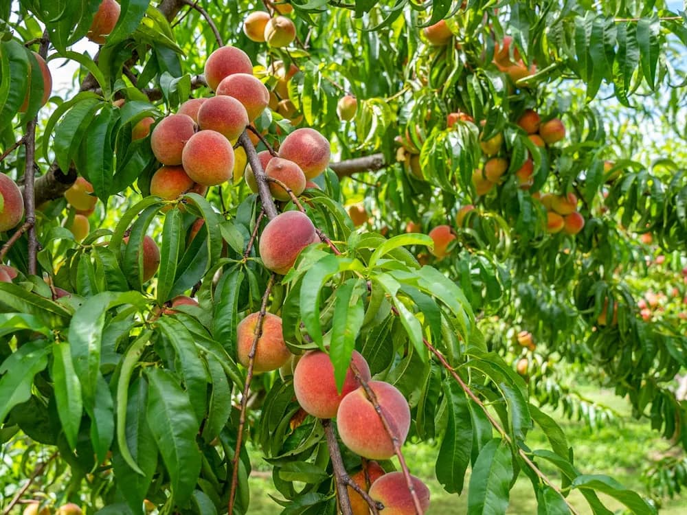 Frutales de hueso