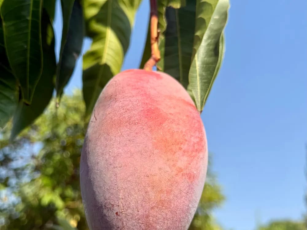 Mangos, Dátiles y tropicales