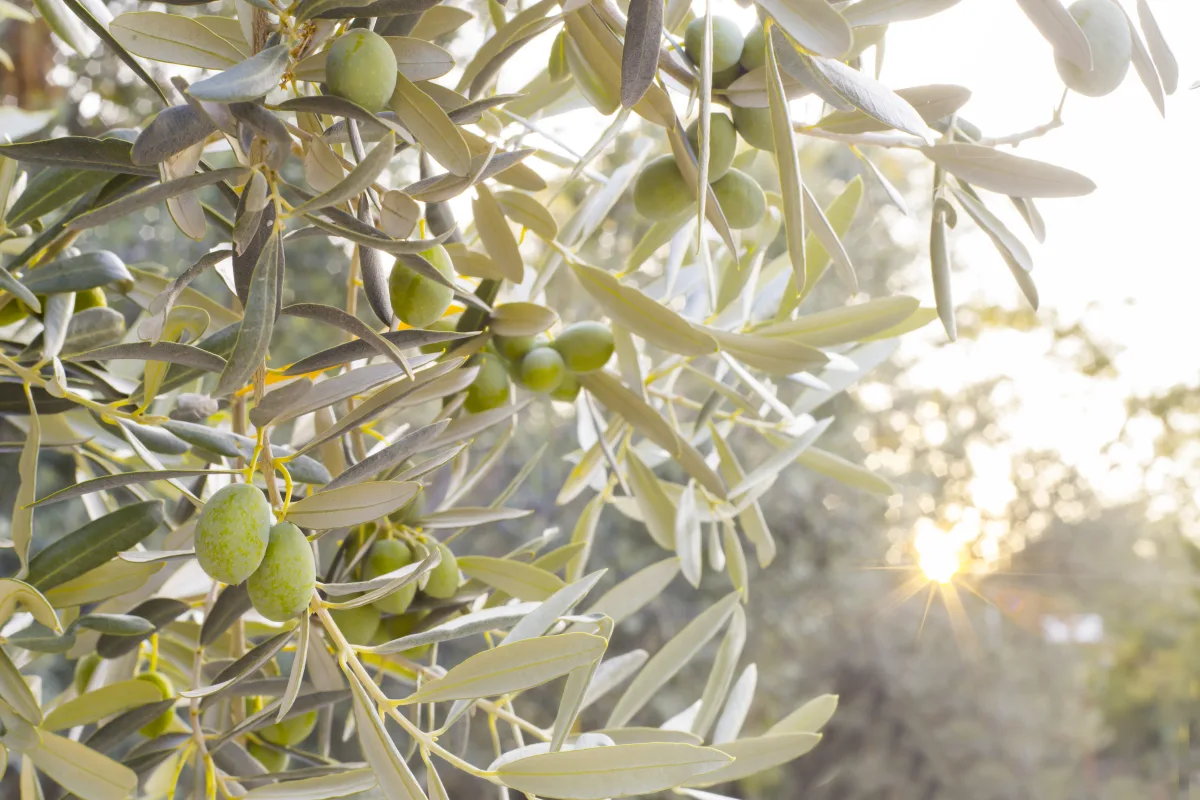Rama de olivo al atardecer — soluciones agrotextiles para olivar de Textil Villa de Pego
