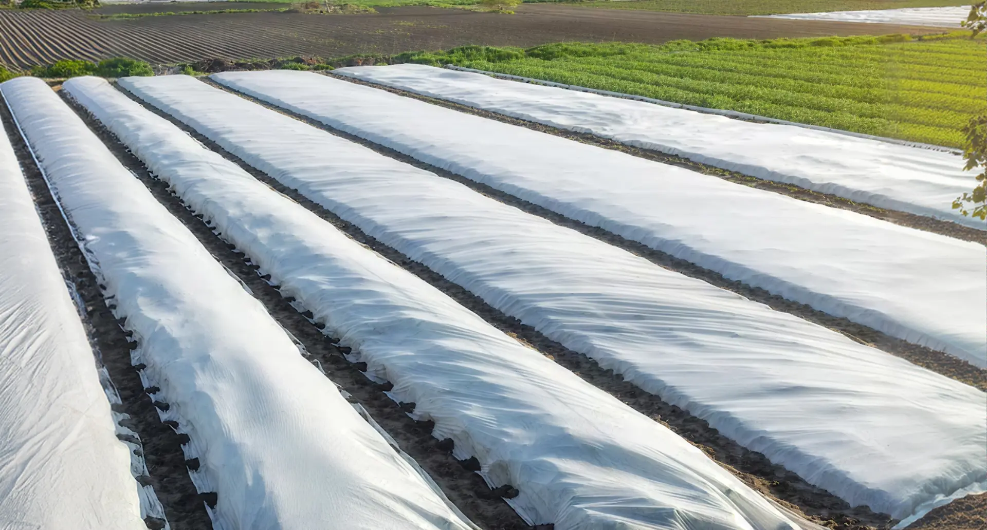 Manta térmica agrícola
