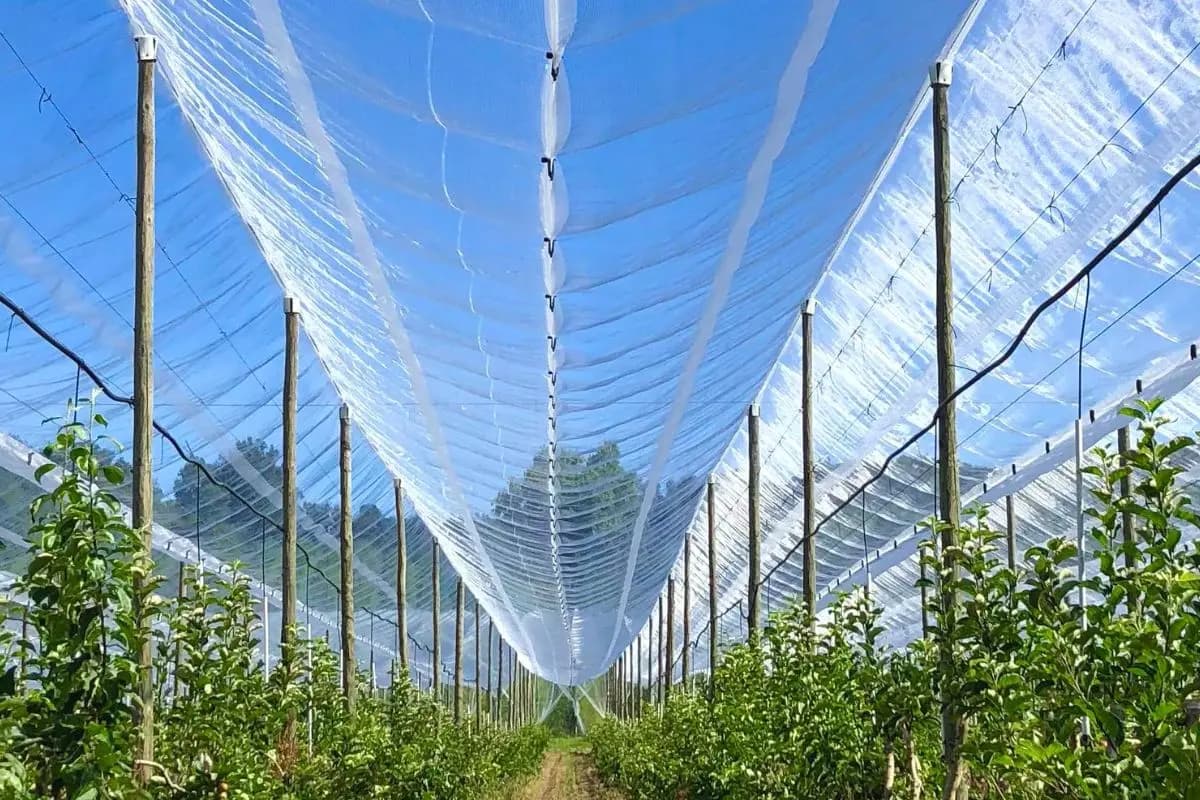 Malla Antigranizo: protección contra granizo superior al 95%