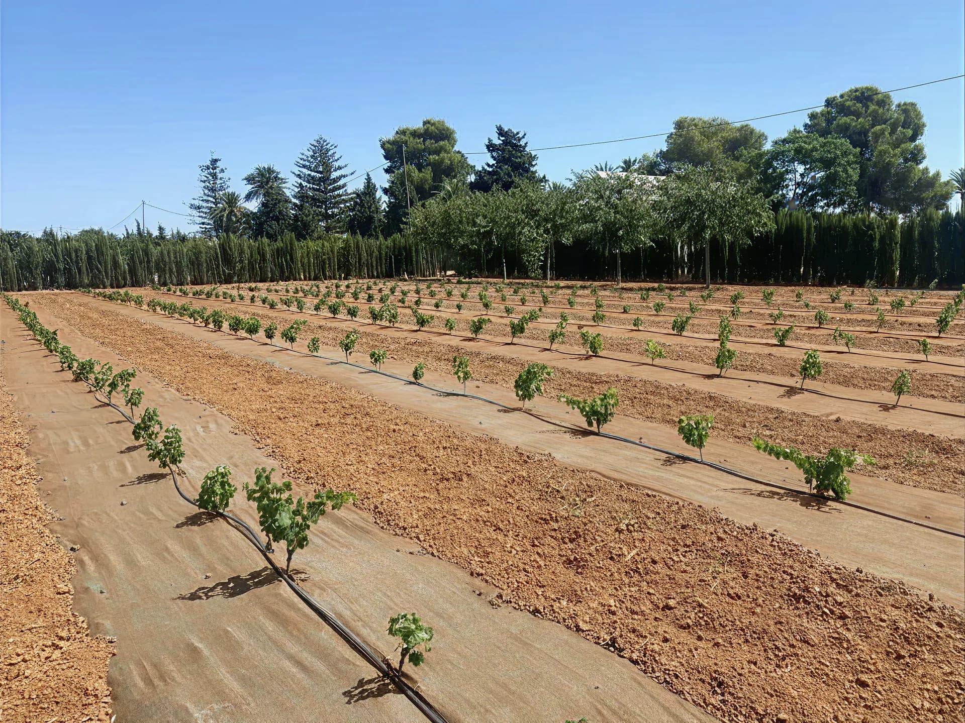 Malla cubresuelos biodegradable instalada en campo agrícola — Textil Villa de Pego