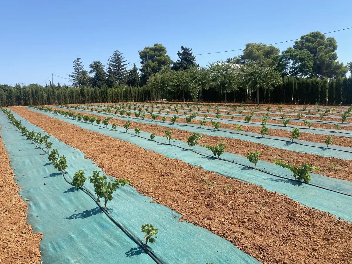 Agrotkanina ściółkująca antychwastowa zamontowana na polu — Textil Villa de Pego