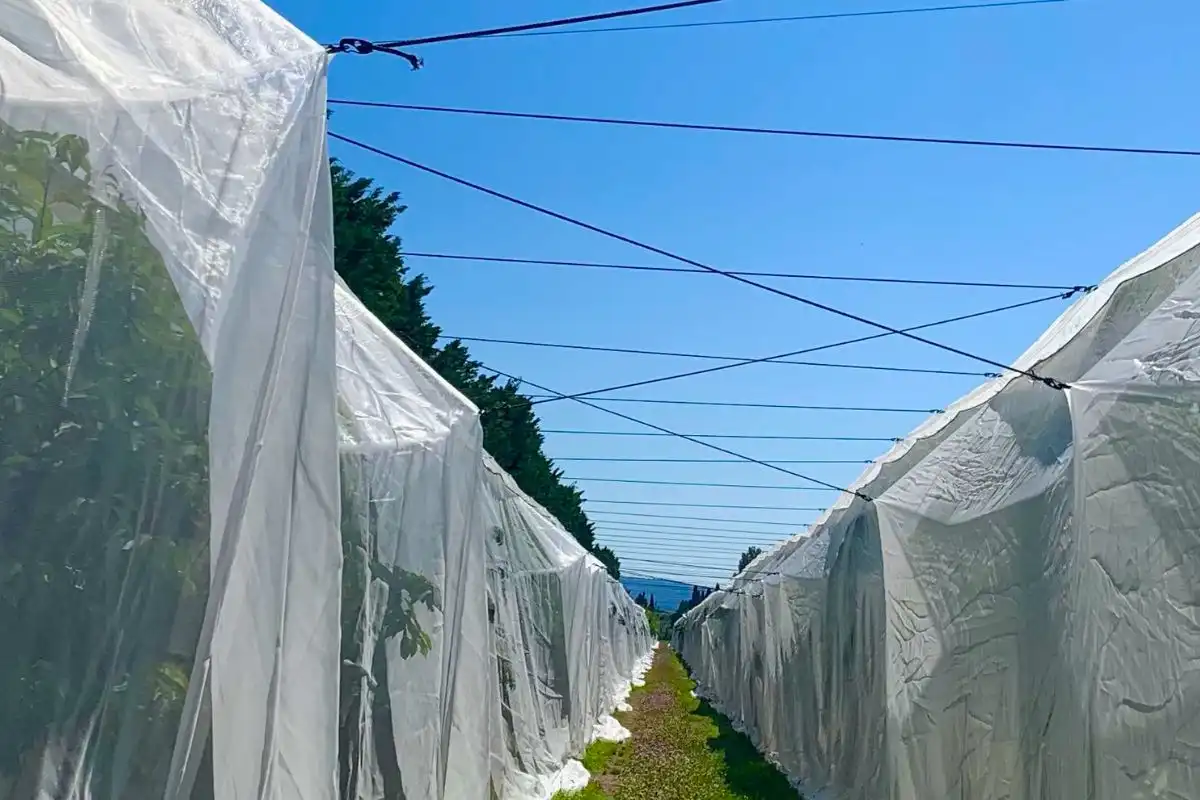 Malla Mosquitera Agrícola: barrera anti-insectos para invernadero