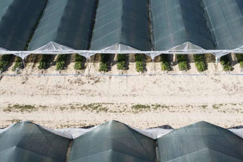 Textil Villa de Pego — 2008