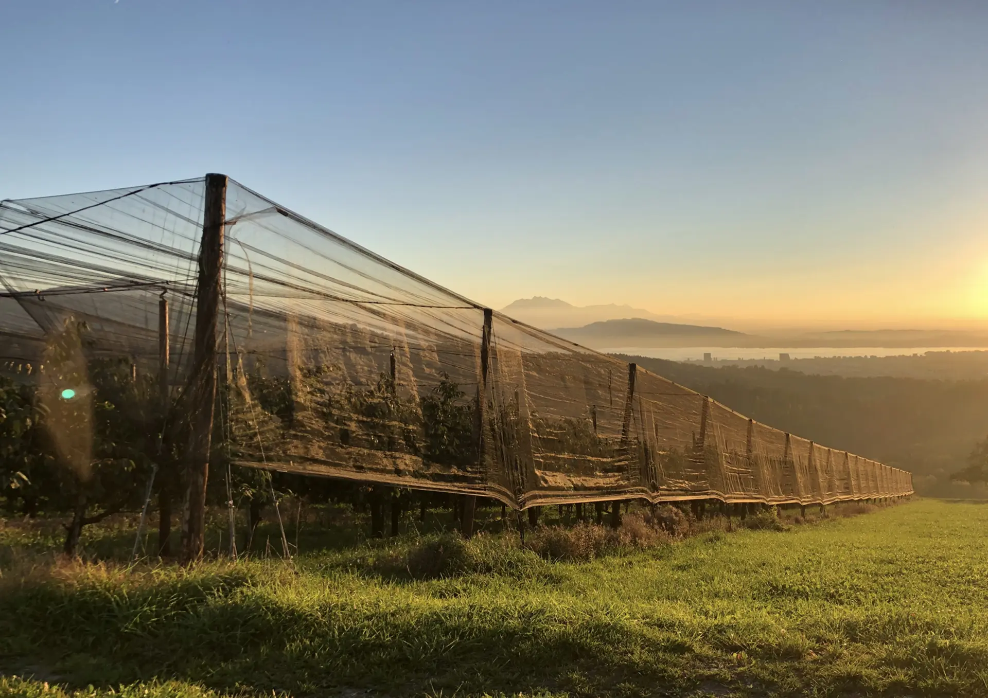 Filets agricoles pour les cultures de Occitanie